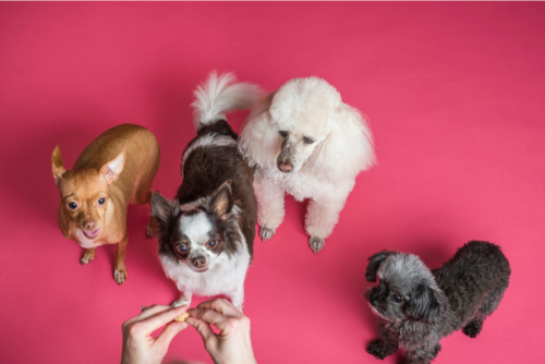 Puppy Training Techniques for a Well-Behaved Best Friend